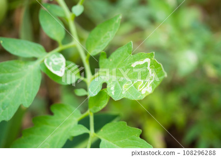 Tomatoes plant with disease on leaves in vegetable garden Tomatoes plant with disease on leaves in vegetable garden 108296288