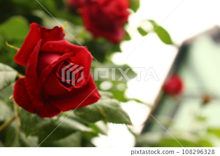 Moist red red rose 108296328