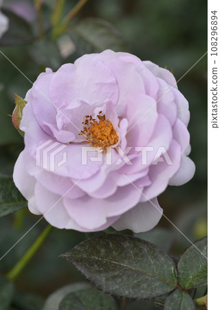 Rose (Blue Bayu) 108296894