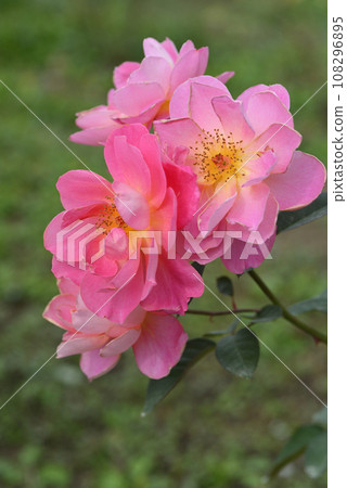 Rose (fanfare) 108296895