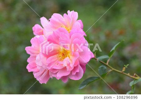 Rose (fanfare) 108296896