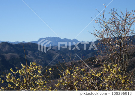 埼玉縣長瀞町寶登山山頂和龍神山的梅花和肉白花 埼玉縣長瀞町寶登山山頂和龍神山的梅花和肉白花 108296913