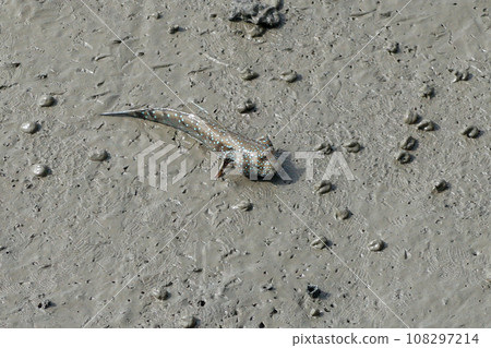 mudskipper or amphibious fish mudskipper or amphibious fish 108297214