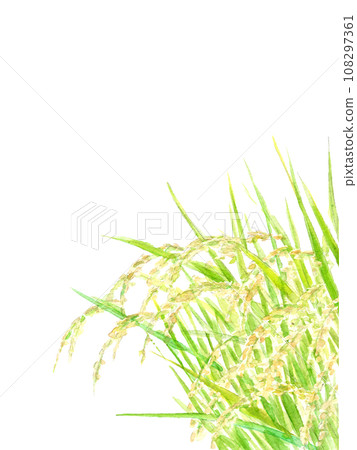 水彩畫臨近收成的稻穗插圖[手繪]白色背景透明背景複製空間 108297361