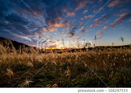 Pampas grass on Soni Plateau, Soni Village, Nara Prefecture. Pampas grass that glows faintly in the afterglow of the sunset 16:57 108297555