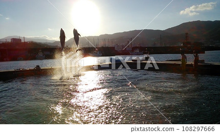 Dolphin jumping and swimming in the sky Dolphin jumping and swimming in the sky 108297666