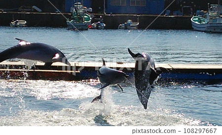 Dolphin jumping and swimming in the sky Dolphin jumping and swimming in the sky 108297667