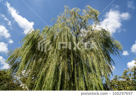 Blue sky and willow 108297697