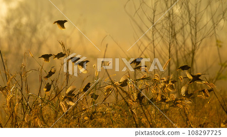 A flock of Baya Weaver flying off with amber morning sunlight 108297725