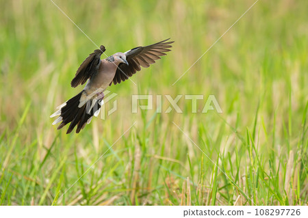 Spotted Dove doing an air brake before landing on the ground Spotted Dove doing an air brake before landing on the ground 108297726