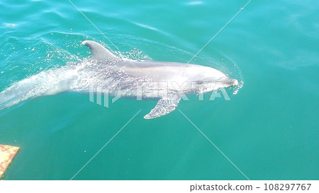 Dolphins looking out of the sea 108297767