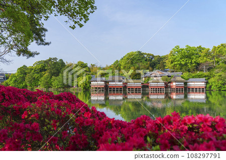 Nagaoka Tenmangu Shrine, Kirishima azalea in full bloom, Kinsuitei (Nagaokakyo City, Kyoto Prefecture) Nagaoka Tenmangu Shrine, Kirishima azalea in full bloom, Kinsuitei (Nagaokakyo City, Kyoto Prefecture) 108297791