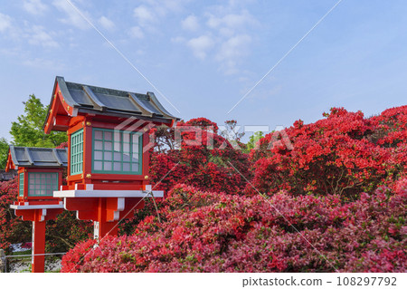 長岡天滿宮神社霧島杜鵑花盛開（京都府長岡京市） 108297792