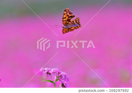 北立葉在紅蕎麥田裡跳舞 高價紅寶石 長野縣上伊那郡宮田村 108297892