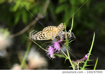 Midori Hyouton Midori Hyouton 108297900