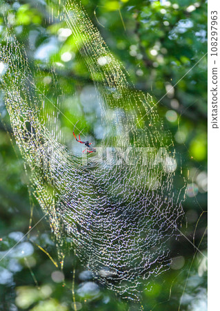 Spider Large Web Prey Wildlife Spider Large Web Prey Wildlife 108297963