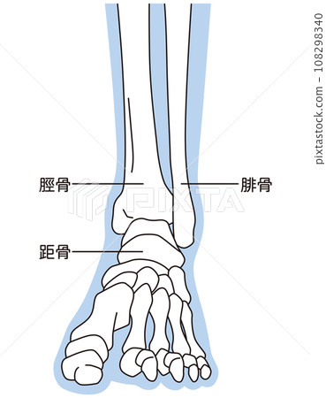 Ankle joint Ankle joint Front skeleton Ankle joint Ankle joint Front skeleton 108298340