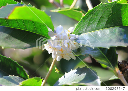 Small white flowers of Holly oleracea 108298347