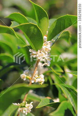 冬青的小白花 冬青的小白花 108298350