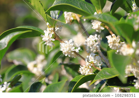 冬青的小白花 108298351