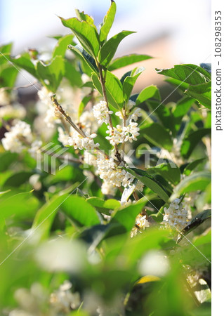 Small white flowers of Holly oleracea 108298353