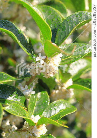 冬青的小白花 冬青的小白花 108298357