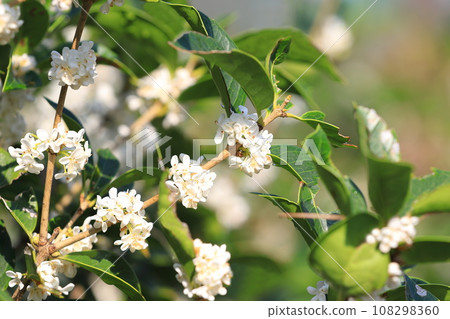 Small white flowers of Holly oleracea 108298360