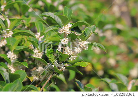 冬青的小白花 108298361