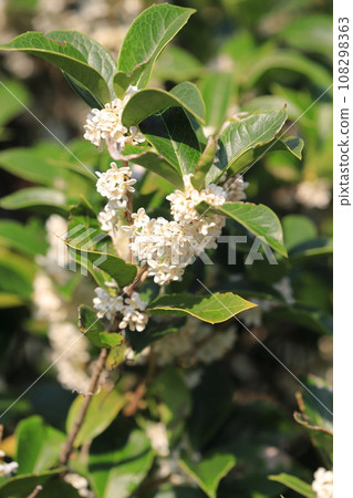 Small white flowers of Holly oleracea 108298363