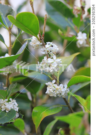 Small white flowers of Holly oleracea 108298364