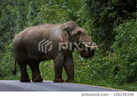 full body of wild elephant with beautiful ivory walking on mountain road of khao yai national park,khaoyai is one of most important natural sanctuary in south east asian full body of wild elephant with beautiful ivory walking on mountain road of khao yai national park,khaoyai is one of most important natural sanctuary in south east asian 108298386