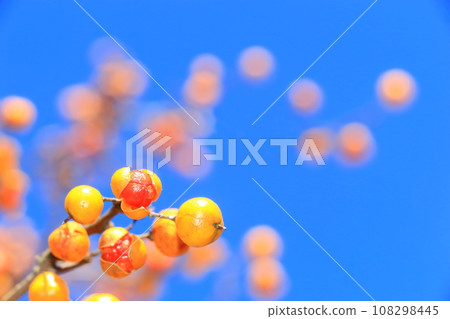 The fruit of the thorn tree shines against the blue sky 108298445