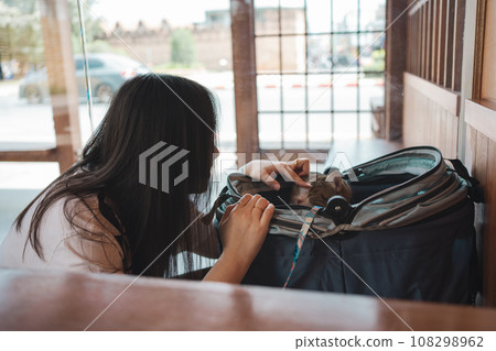 asian woman smile and happy during play with her scottish cat in coffee shop 108298962