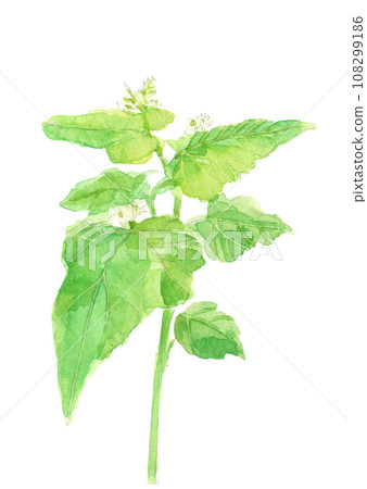 Hand-painted watercolor illustration of buckwheat flowers, white background, transparent background, copy space 108299186