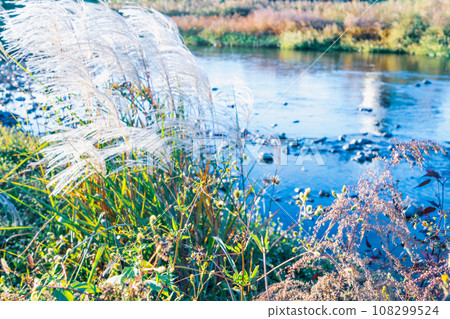 Ears of pampas grass waving on the riverside 108299524