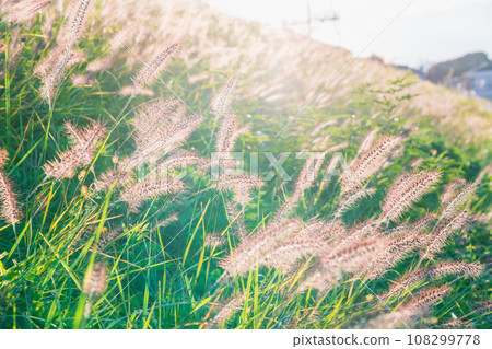 Ears of wildflowers shining in the autumn sunset Ears of wildflowers shining in the autumn sunset 108299778