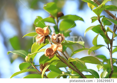 Ripe and cracked sasanqua fruit Ripe and cracked sasanqua fruit 108299871