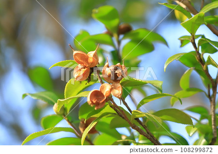 Ripe and cracked sasanqua fruit Ripe and cracked sasanqua fruit 108299872