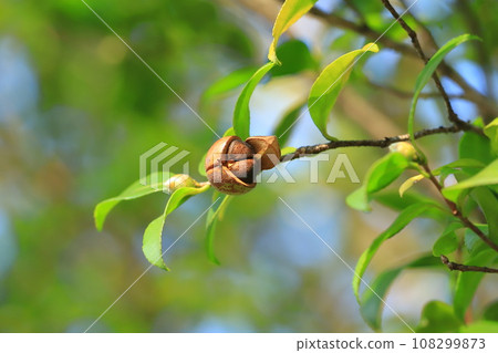 成熟與破裂的茶梅果 成熟與破裂的茶梅果 108299873