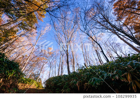 231030Mt. Norikura foothills153 108299935