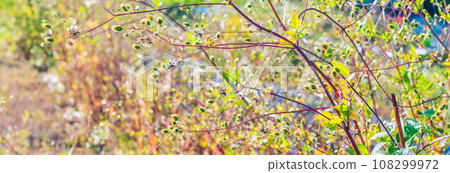 秋天的野花在夕陽下閃閃發光 108299972