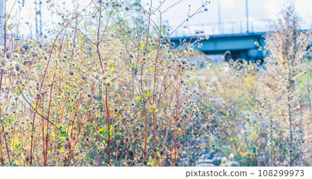 秋天的野花在夕陽下閃閃發光 108299973
