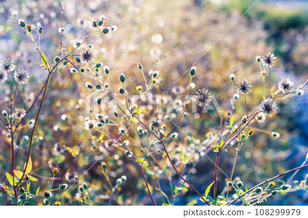 Autumn wildflowers shining in the setting sun Autumn wildflowers shining in the setting sun 108299979
