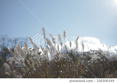 深秋的Susuki場 深秋的Susuki場 108300349