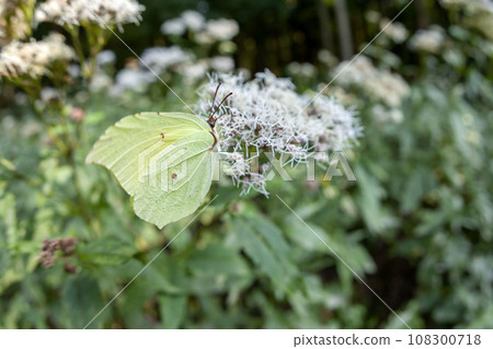 Yamakichou 108300718