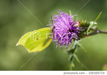 Yamakichou 108300719