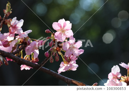 河津櫻花 河津櫻花 108300853