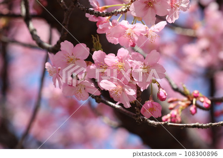 河津櫻花 108300896