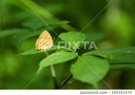 Akashijimi 108301474