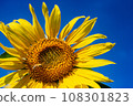 Blue sky and sunflower flowers Blue sky and sunflower flowers 108301823
